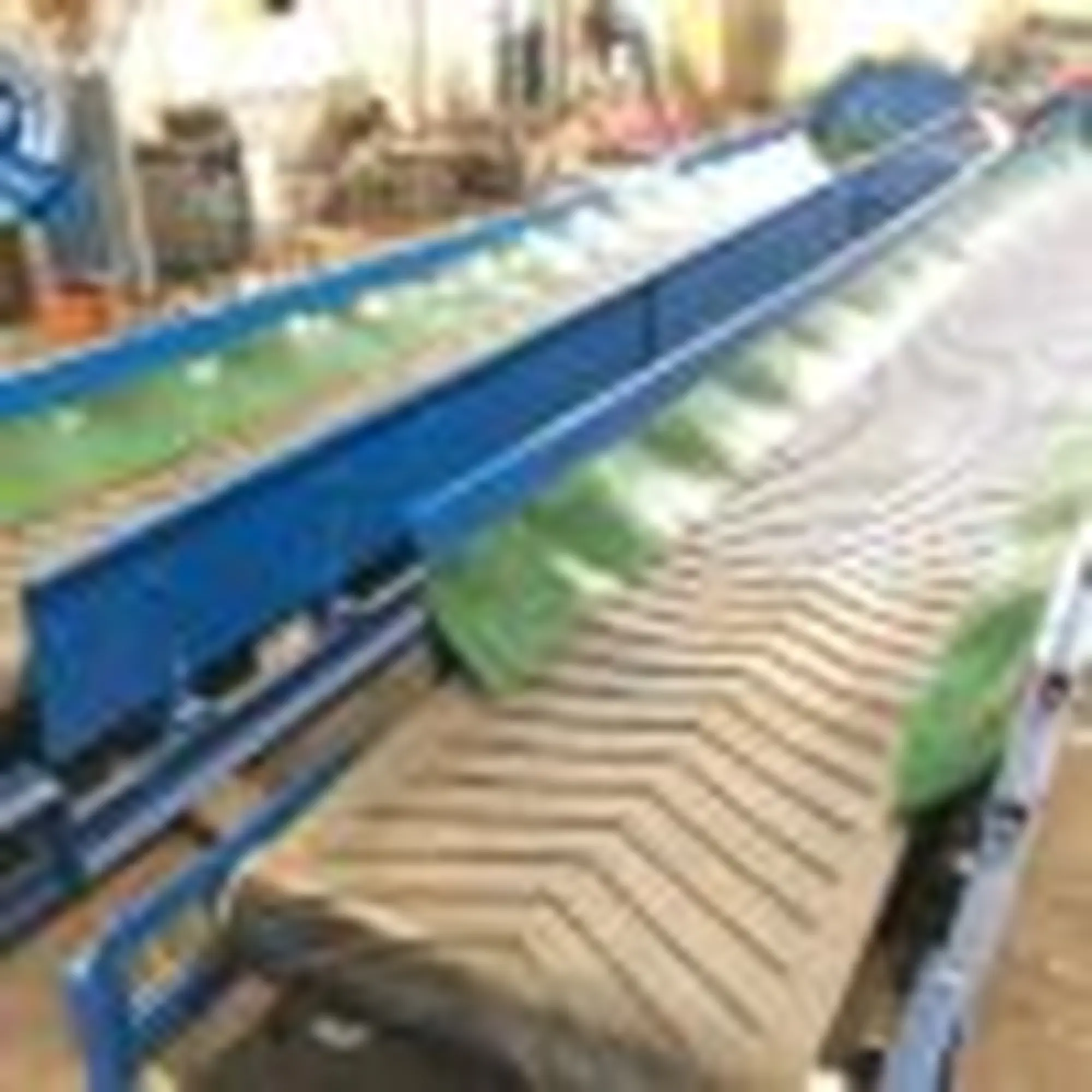 bang tai cao su long mang