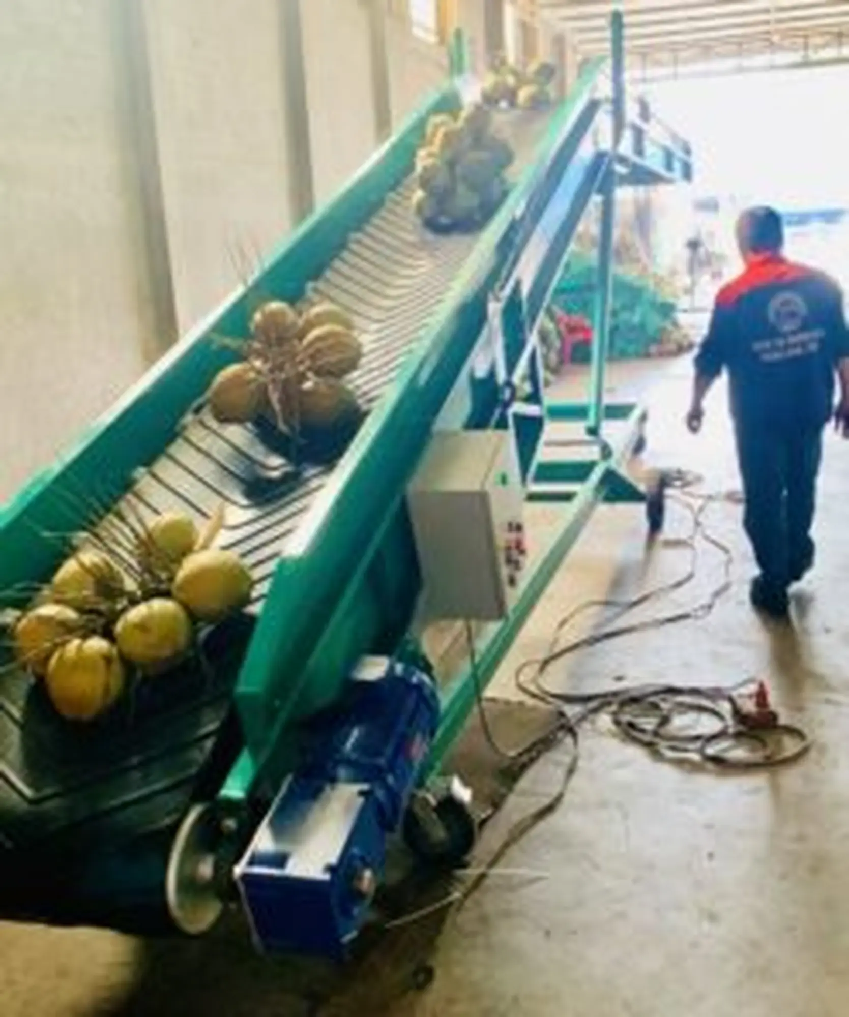 Băng tải cao su chuyển dừa lên xe