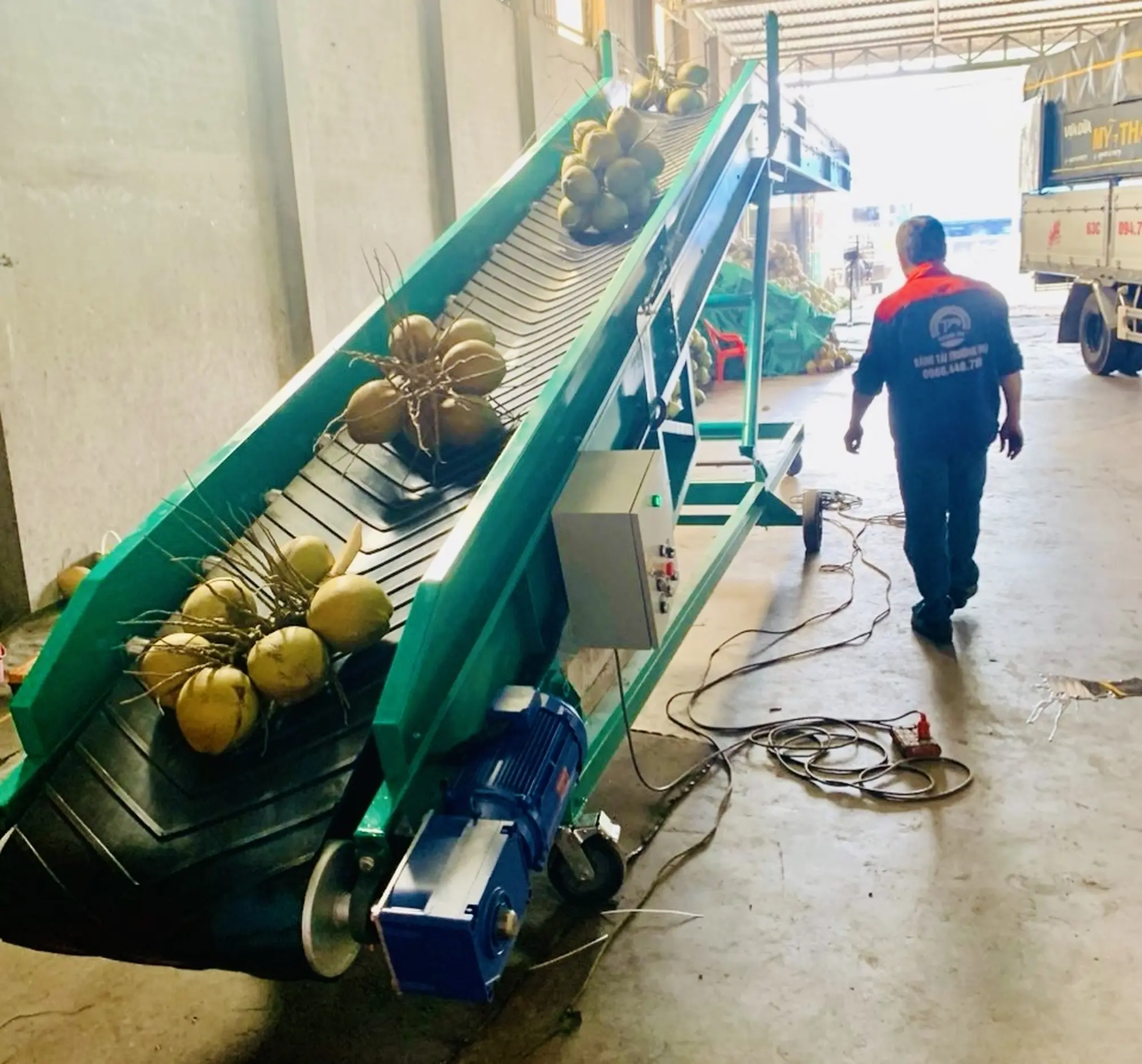 Băng tải cao su chuyển dừa lên xe