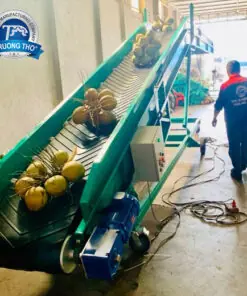 băng tải cao su chuyển dừa lên xe