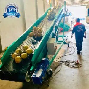 Băng tải cao su chuyển dừa lên xe