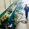 băng tải cao su chuyển dừa lên xe