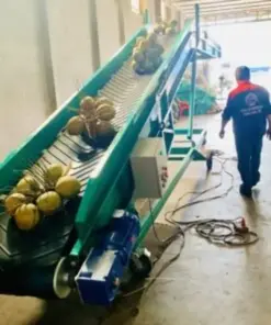 Băng tải cao su chuyển dừa lên xe